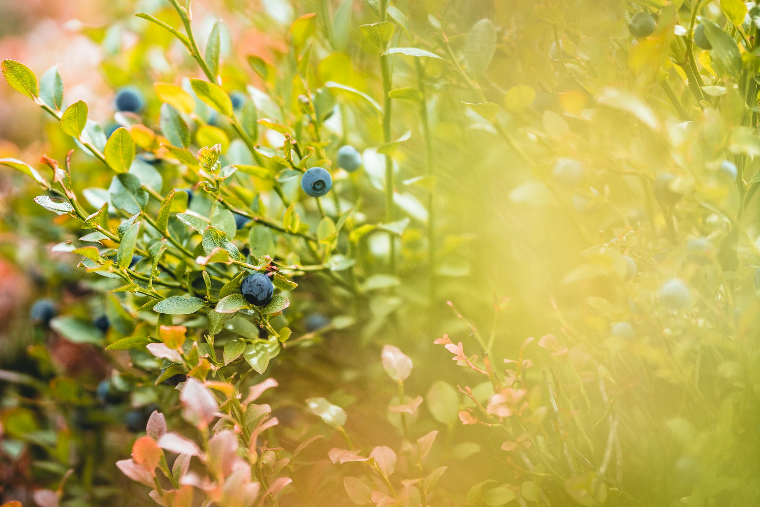 Green-leafed Plant